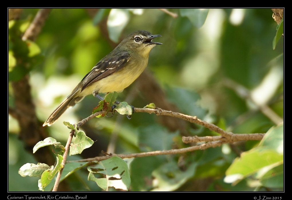 guianan_tyrannulet_0451a[1]